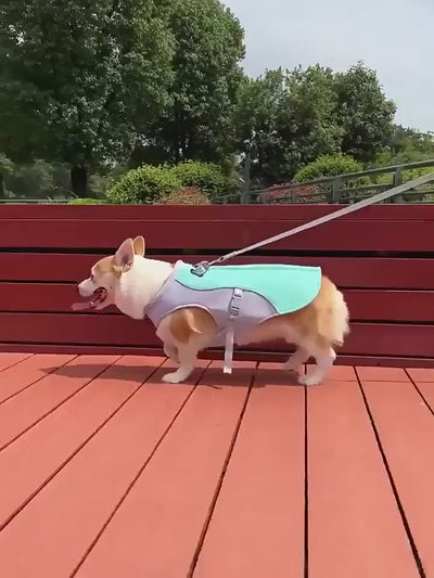 Dog wearing a breathable cooling vest